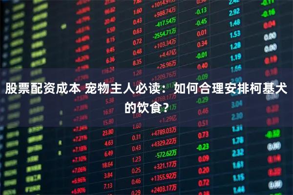 股票配资成本 宠物主人必读：如何合理安排柯基犬的饮食？